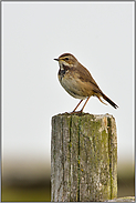 seltener Anblick... Blaukehlchen *Luscinia svecica*, Weibchen