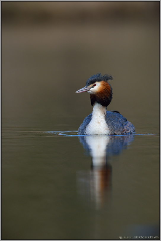 zur Brutsaison "Vogel des Jahres 2001"... Haubentaucher *Podiceps cristatus*