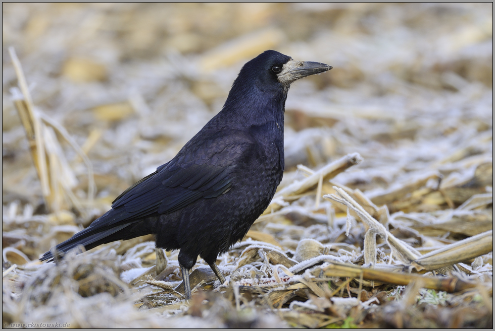 frostig "Vogel des Jahres 1986"... Saatkrähe *Corvus frugilegus*