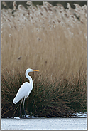 vor'm Schilf... Silberreiher *Casmerodius albus*