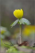 regennass... Winterling *Eranthis hyemalis*