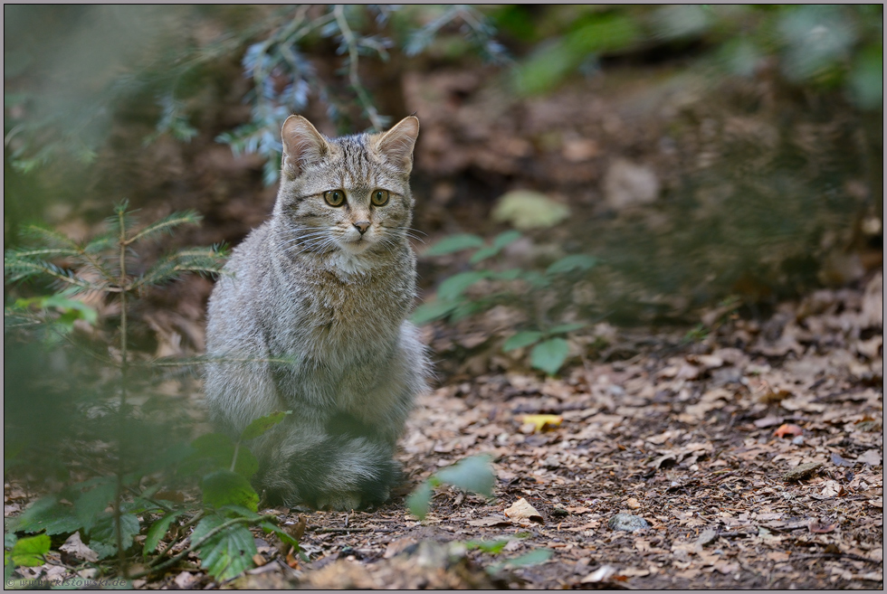 Waldbewohner... Europäische Wildkatze *Felis silvestris*