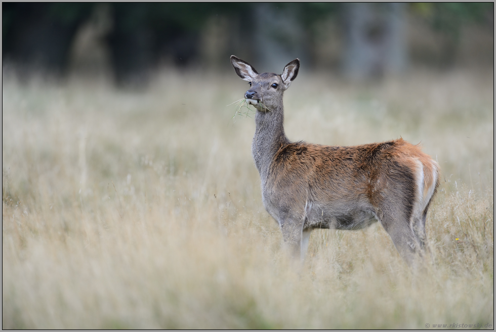 überrascht... Rotwild *Cervus elaphus*