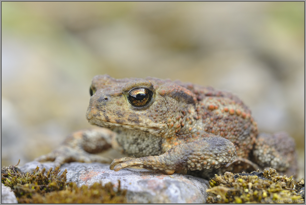 Lebensraum Steinbruch... Erdkröte *Bufo bufo*