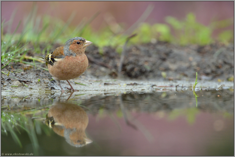 am Heidetümpel... Buchfink *Fringilla coelebs*