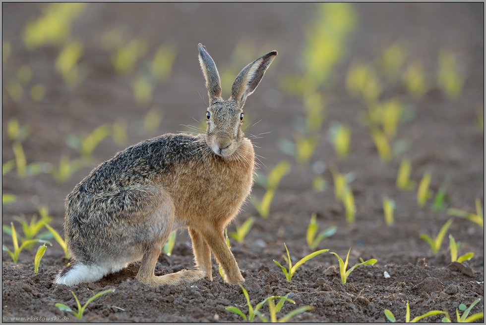 erwischt... Feldhase *Lepus europaeus*