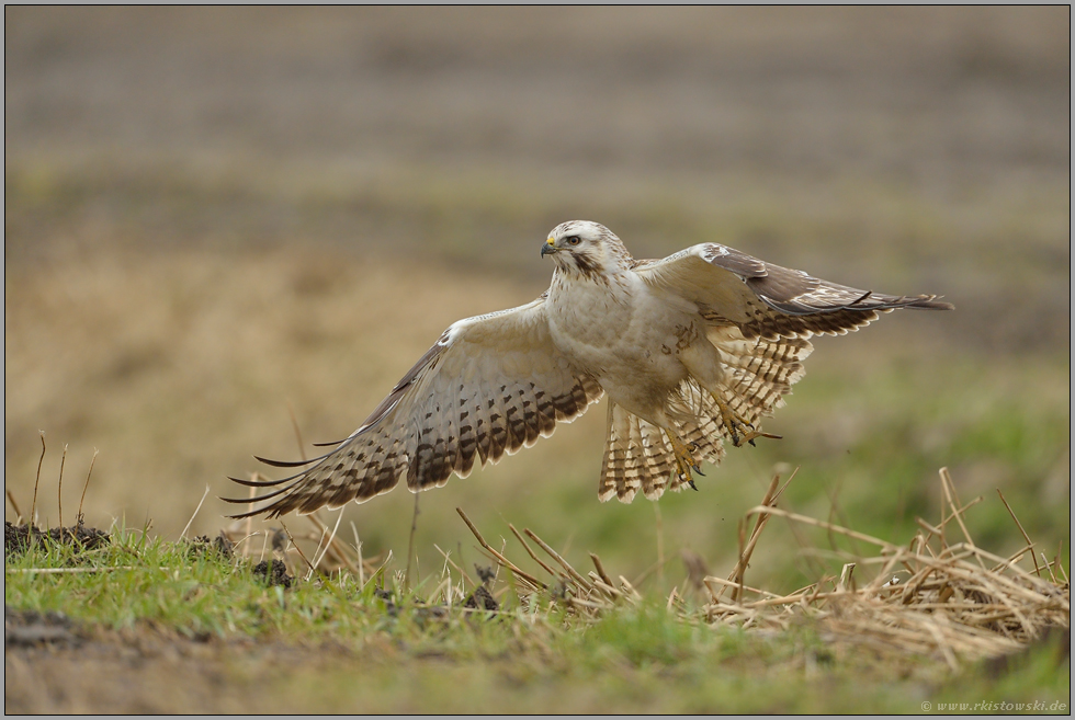 Abflug... Mäusebussard *Buteo buteo*