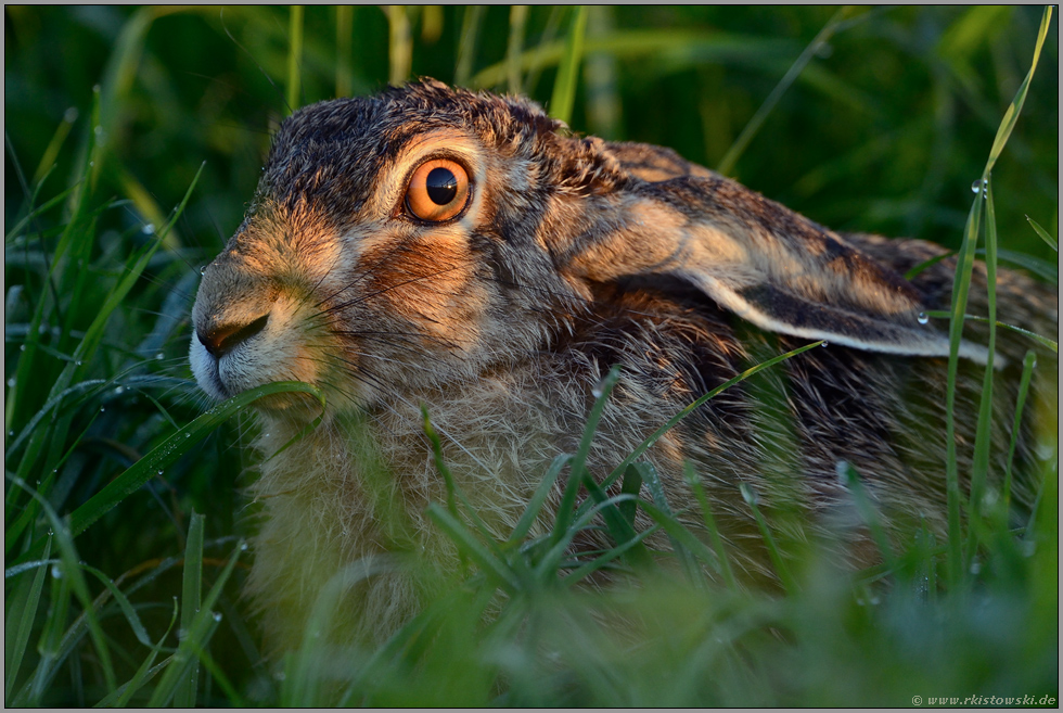 allererstes Licht... Feldhase *Lepus europaeus*