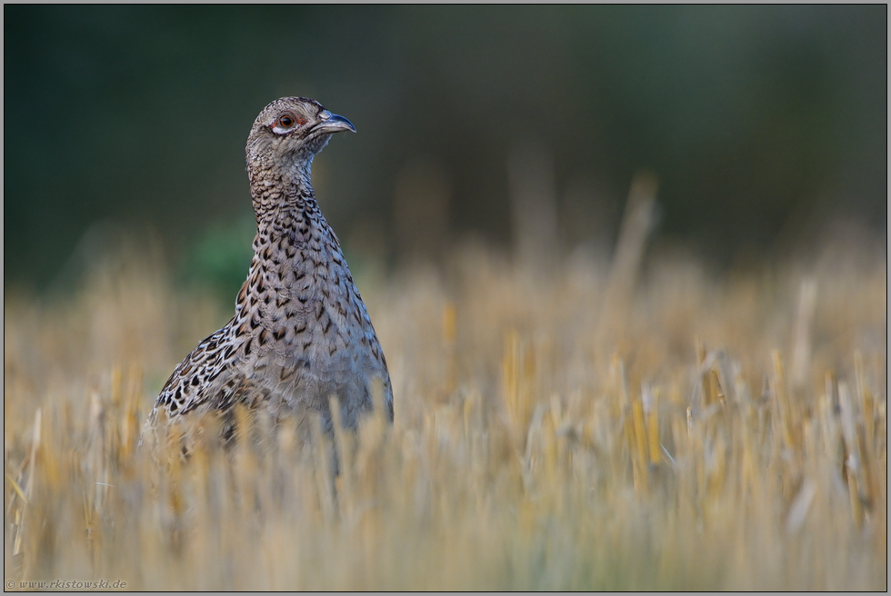 zwischen Stoppeln... Fasan *Phasianus colchicus*