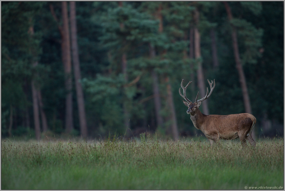 im Bast... Rothirsch *Cervus elaphus*