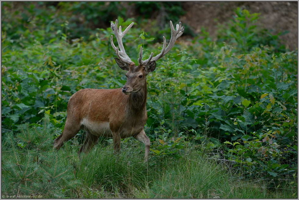 forsch... Rothirsch *Cervus elaphus*