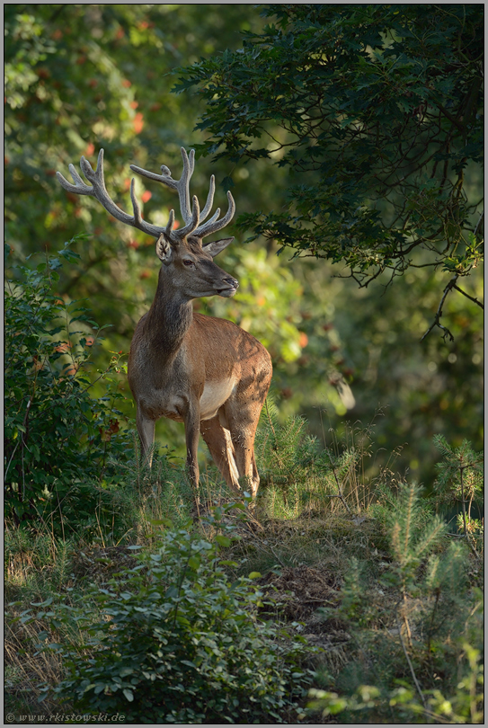 mitten im Wald... Rothirsch *Cervus elaphus*