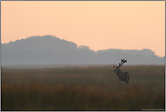 Steppentier... Rothirsch *Cervus elaphus*