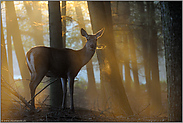 welch' ein Licht... Rottier *Cervus elaphus*