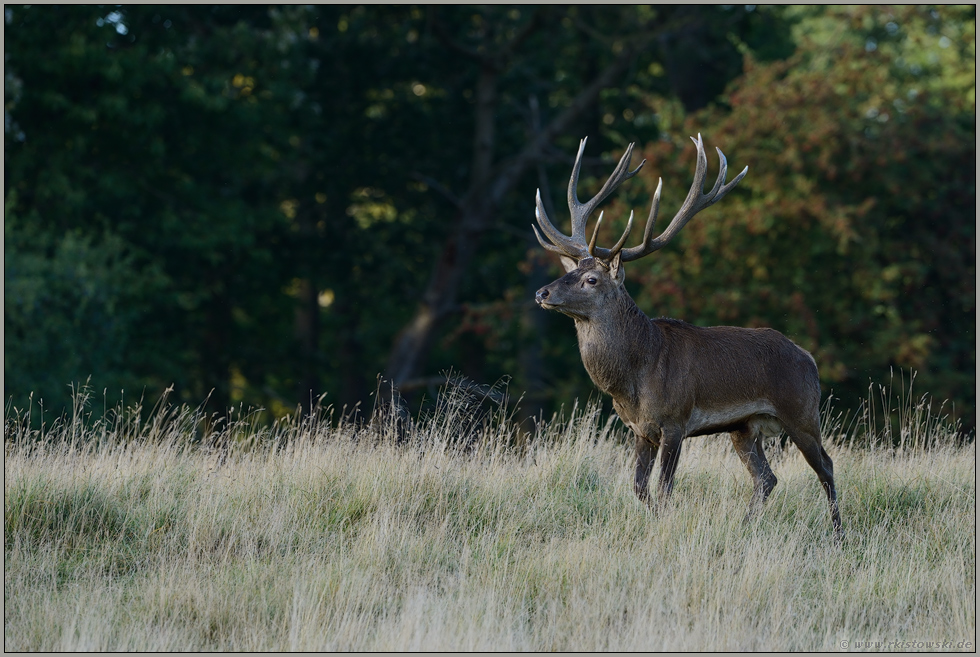 majestätisch... Rothirsch *Cervus elaphus *