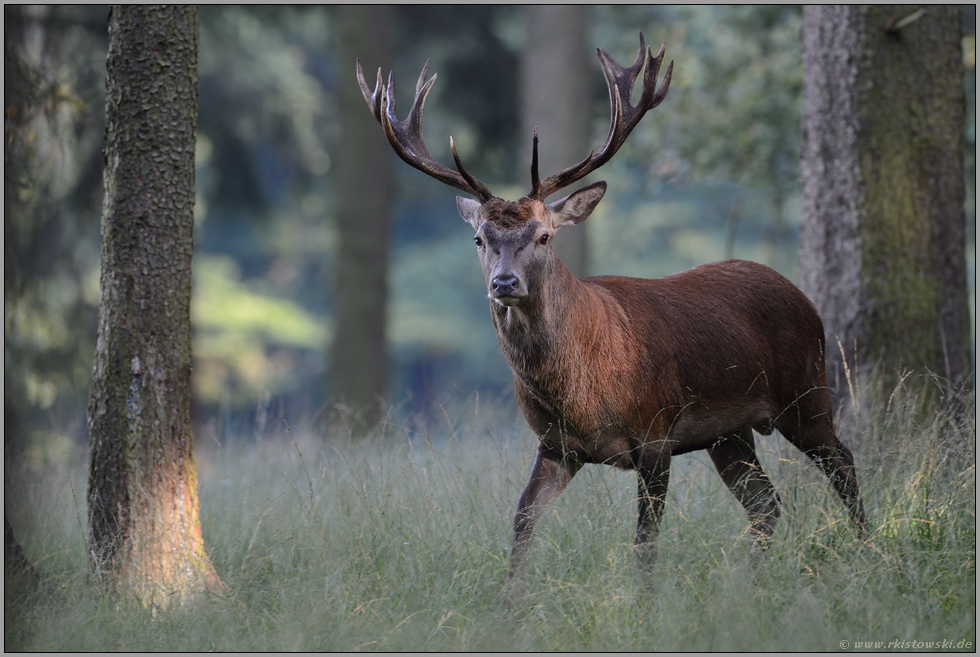 ein alter, junger Bekannter... Rothirsch *Cervus elaphus*