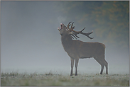 der Brunftschrei... Rothirsch *Cervus elaphus*