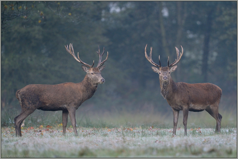 Junggesellen... Rothirsche *Cervus elaphus*