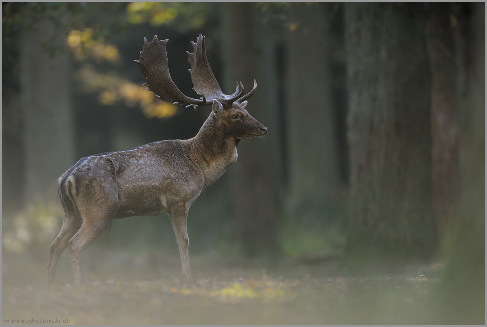 kräftig... Damhirsch *Dama dama*