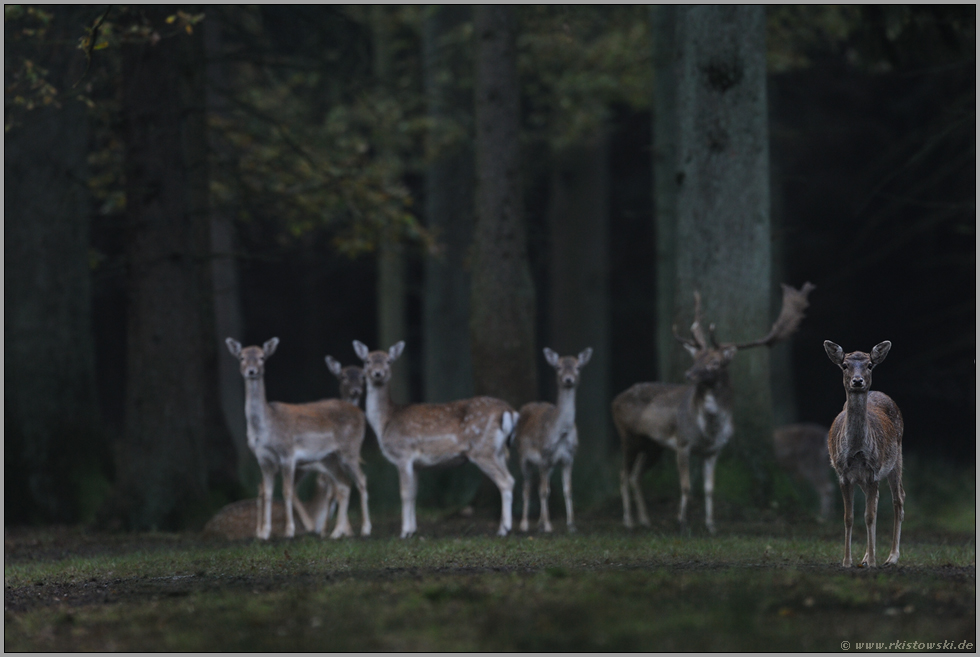 im ersten Dämmerlicht... Damwild *Dama dama*