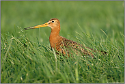 Wiesenlimikole... Uferschnepfe *Limosa limosa*