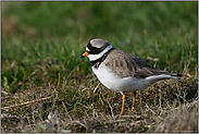 gefährdet... Sandregenpfeifer *Charadrius hiaticula*