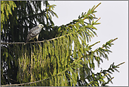 ein fast weißer Raubvogel ... Mäusebussard *Buteo buteo*