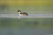 ein Jungvogel... Schwarzhalstaucher *Podiceps nigricollis *