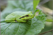 ganz in grün... Europäischer Laubfrosch *Hyla arborea*