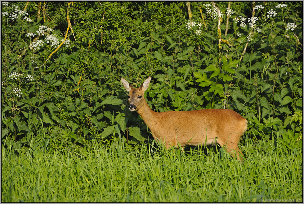 Ricke am Waldrand... Reh *Capreolus capreolus*