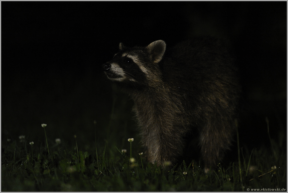 tief in der Nacht... Waschbär *Procyon lotor*