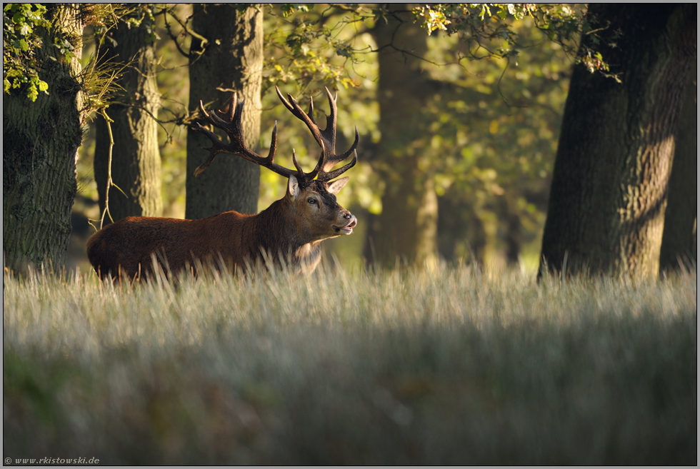 im hohen Gras... Rothirsch *Cervus elaphus*