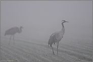 dichter Nebel... Grauer Kranich *Grus grus*