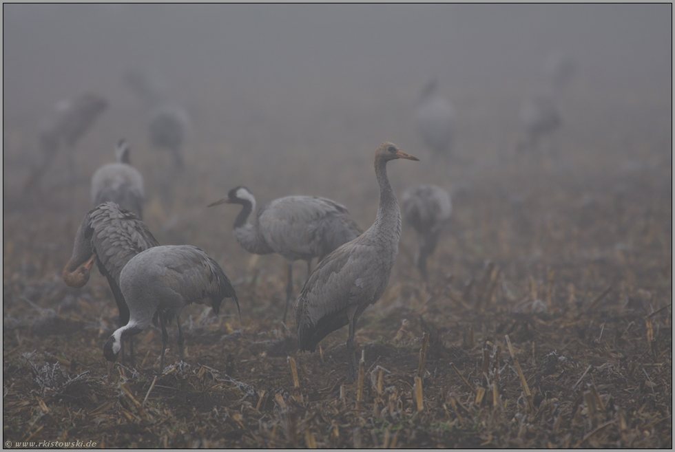 gesellig... Grauer Kranich *Grus grus*