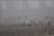 Familienverbund... Grauer Kranich *Grus grus*