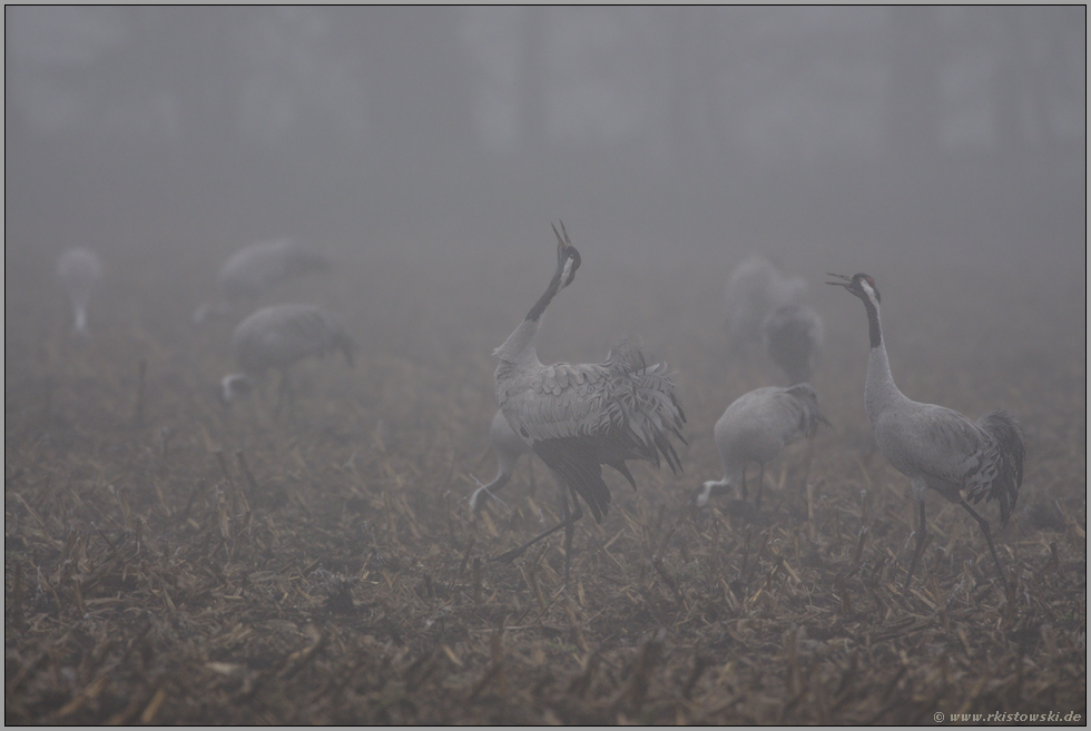 trompetend... Grauer Kranich *Grus grus*