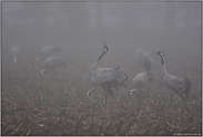 trompetend... Grauer Kranich *Grus grus*