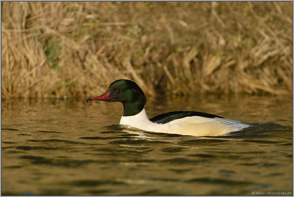 das Männchen... Gänsesäger *Mergus merganser*