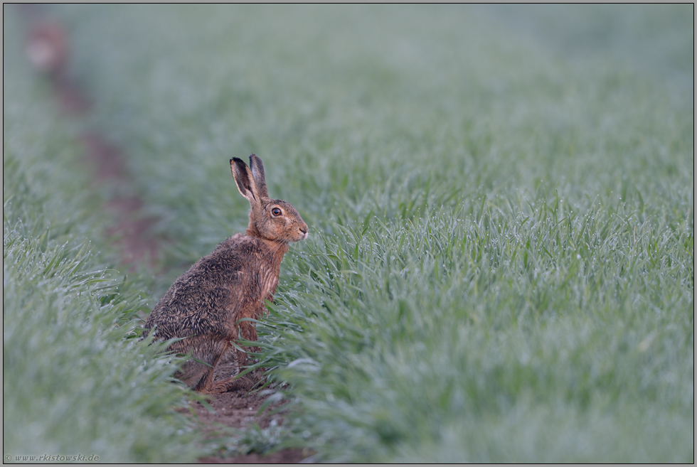 taunass... Feldhase *Lepus europaeus*