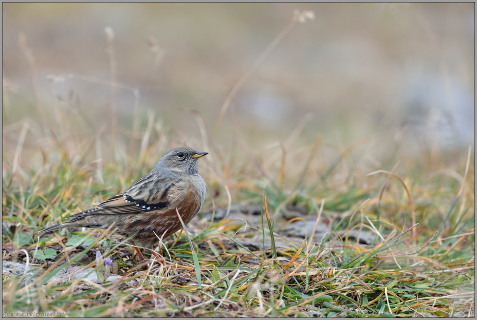 hoch oben... Alpenbraunelle *Prunella collaris*