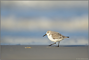 am Flutsaum... Sanderling *Calidris alba*