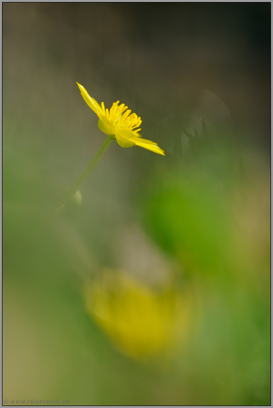 Spiel mit der Unschärfe... Scharbockskraut *Ranunculus ficaria*