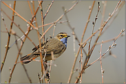 in dichtem Gebüsch... Blaukehlchen *Luscinia svecica*