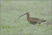 auf taunasser Wiese... Grosser Brachvogel *Numenius arquata*