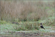 Durchzügler... Ringdrossel *Turdus torquatus*