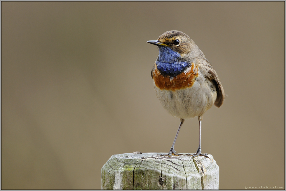blaue Brust, ernster Blick... Blaukehlchen *Luscinia svecica*