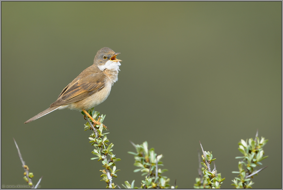 Vogelgesang... Dorngrasmücke *Sylvia communis*