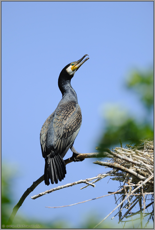 Hakenschnabel... Kormoran *Phalacrocorax carbo*