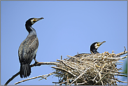 an der Nistkolonie... Kormoran *Phalacrocorax carbo*