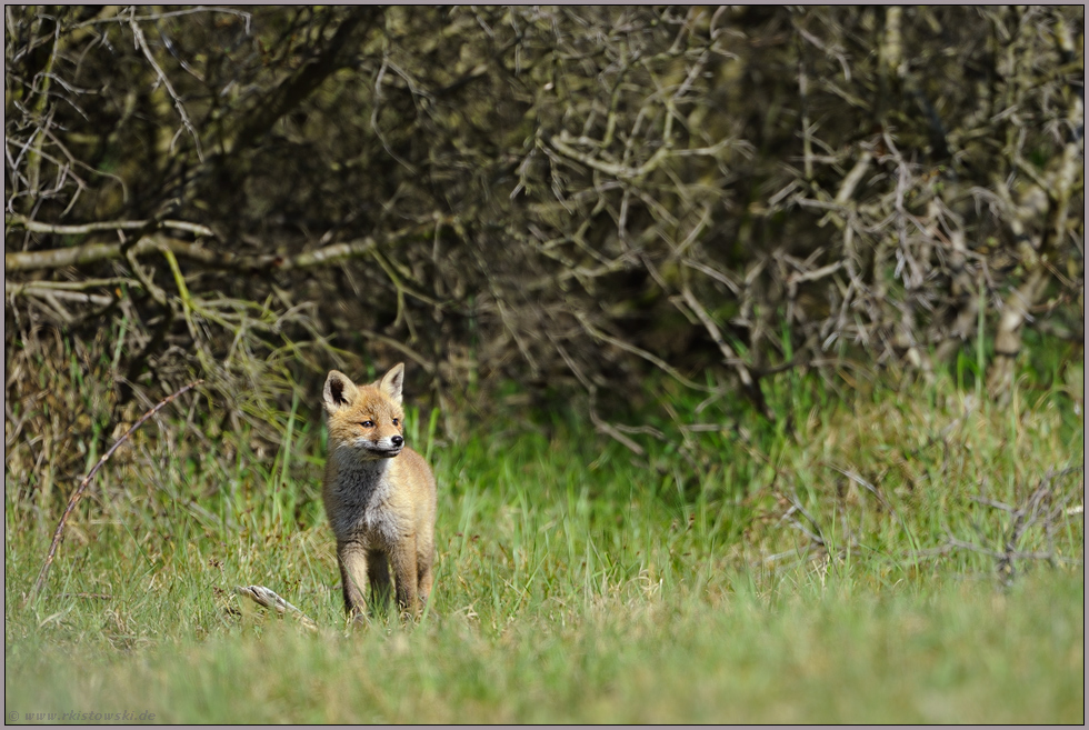 neugierig... Rotfuchs *Vulpes vulpes*